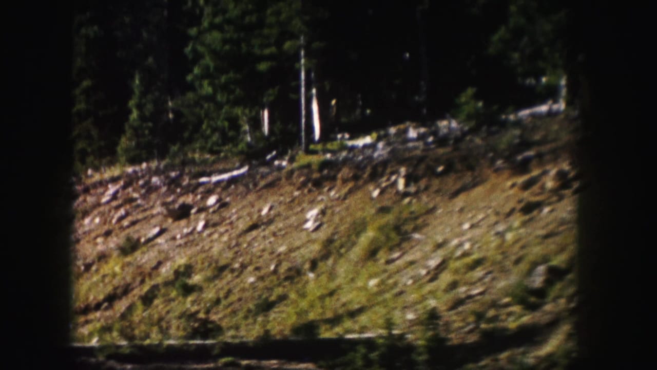 Forested roadside slope seen from a moving vehicle.