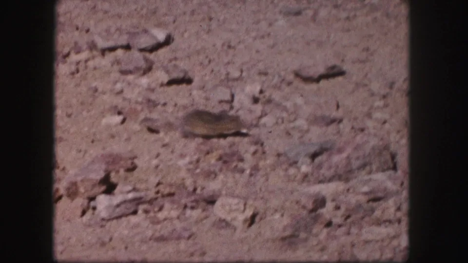 Close 1958 Colorado 8mm frame showing a small ground squirrel or chipmunk on loose rocky terrain.