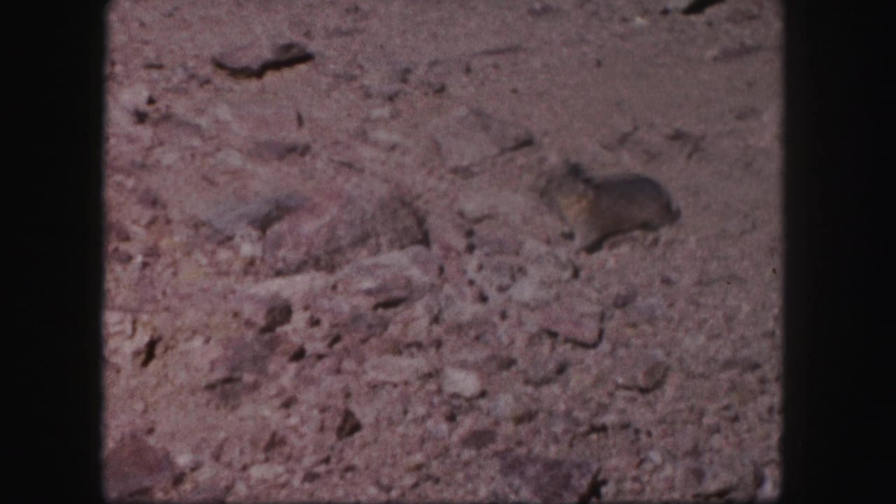 Prairie dog near scattered rocks on dusty ground.