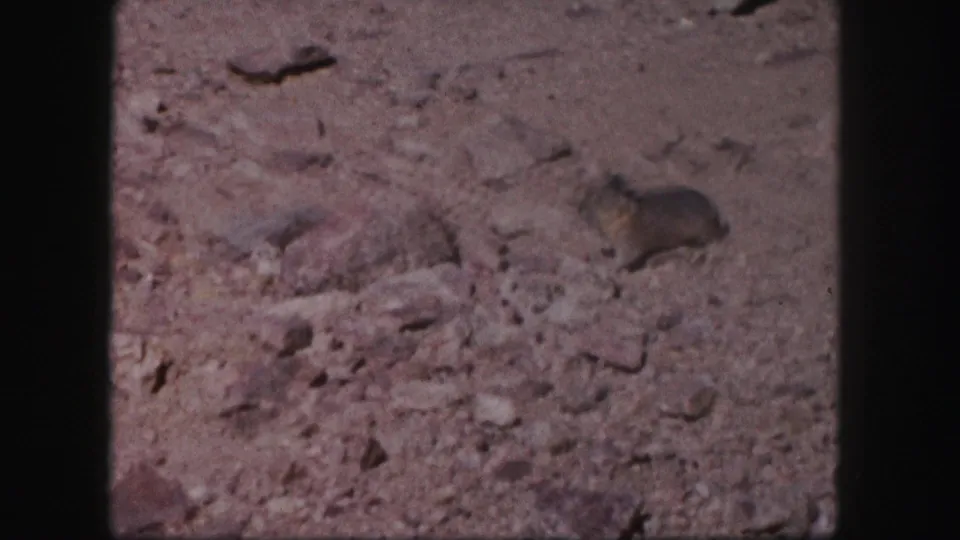 A small prairie dog appears among scattered rocks on a sunlit Colorado plain in 1958 home-movie footage.