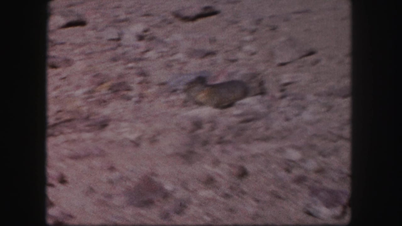 Prairie dog crossing a rocky patch of dry ground.