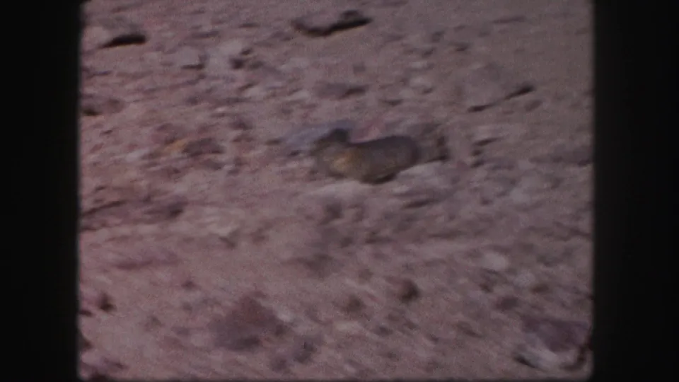 The prairie dog moves across a rocky, sunlit patch of Colorado terrain in the 1958 8mm clip.