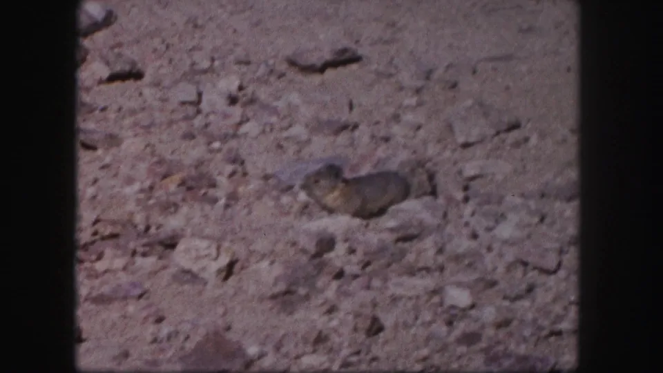 A prairie dog is visible again among scattered stones on dry Colorado terrain in the 1958 home-movie frame.