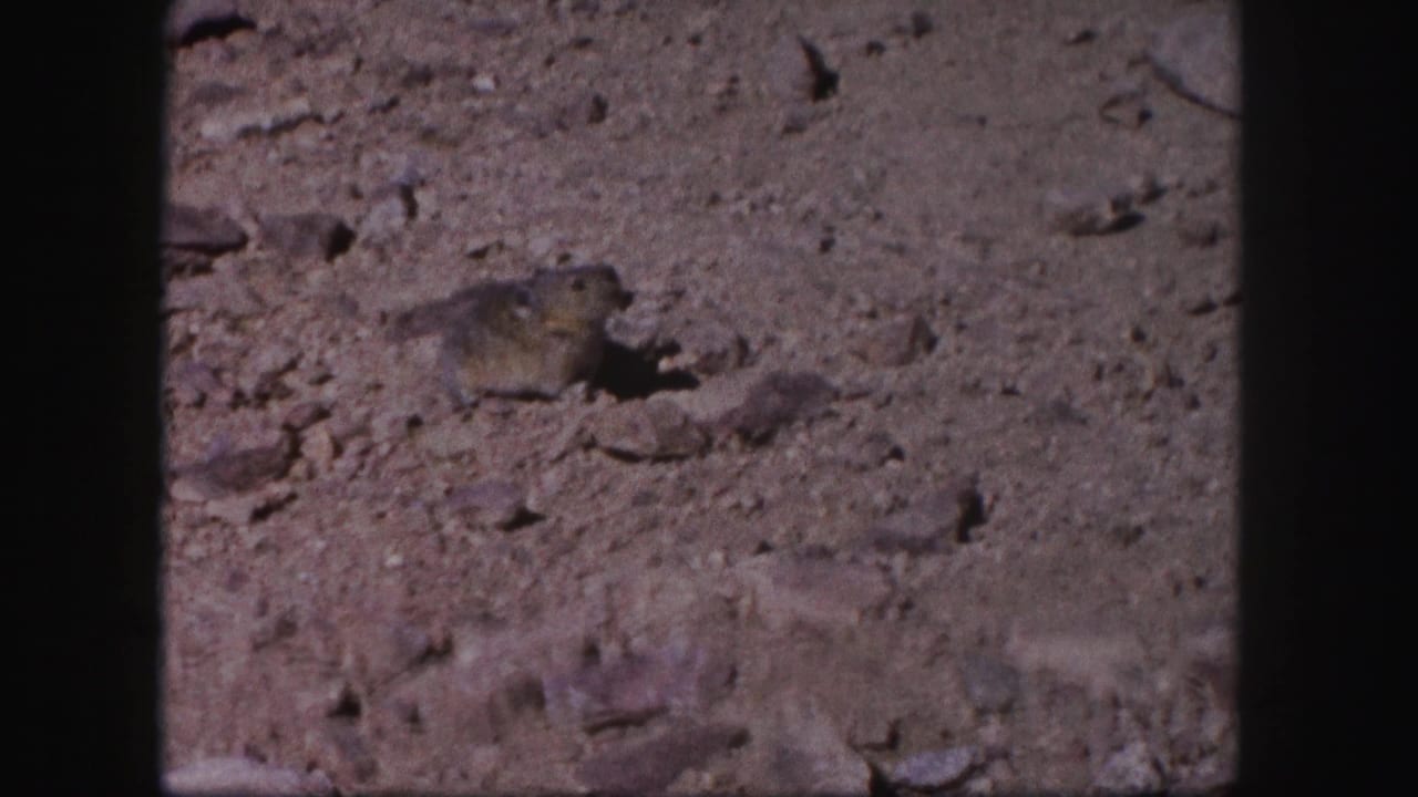 Small rodent paused on dusty rocky ground within an 8mm film frame.