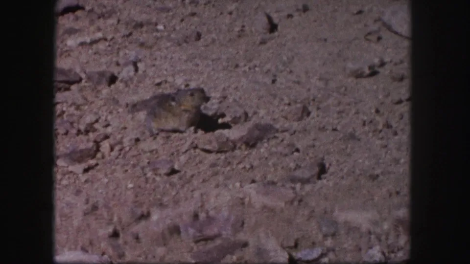 Small rodent on dry, rocky Colorado ground in 1958 8mm home-movie footage, with pebbles and soft film grain visible.