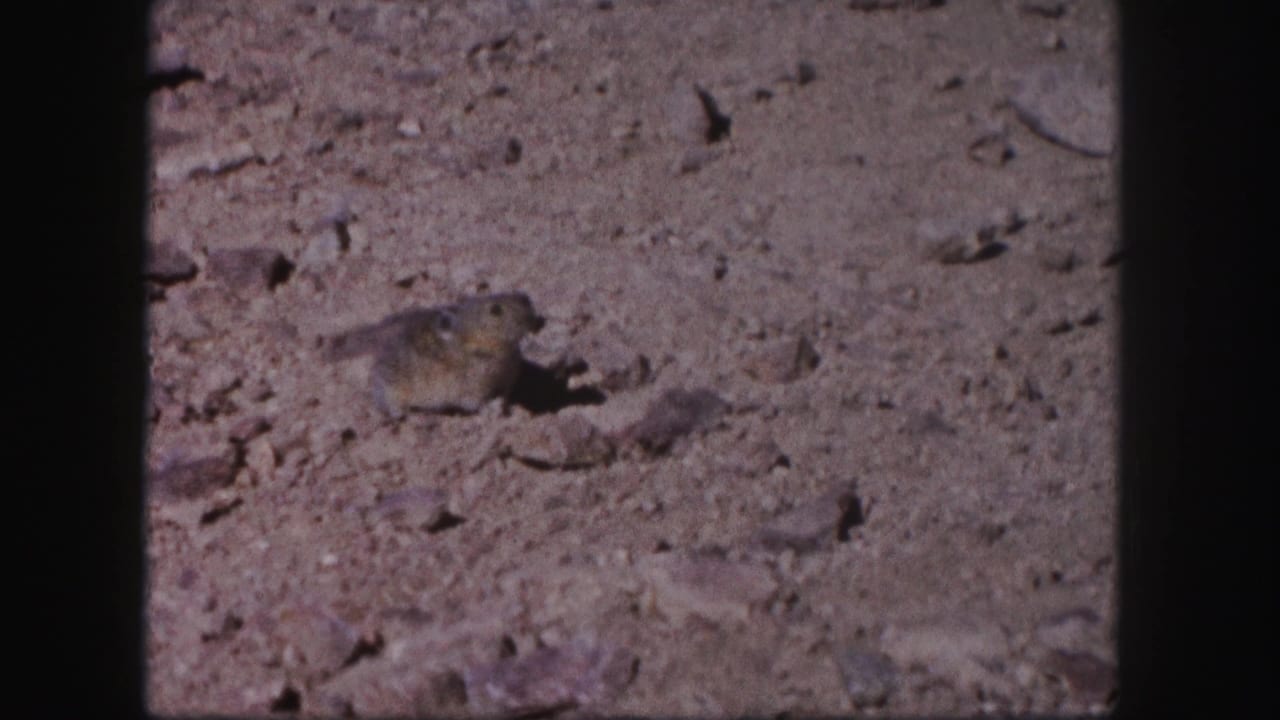 Small rodent on rocky dirt, facing right near scattered stones.