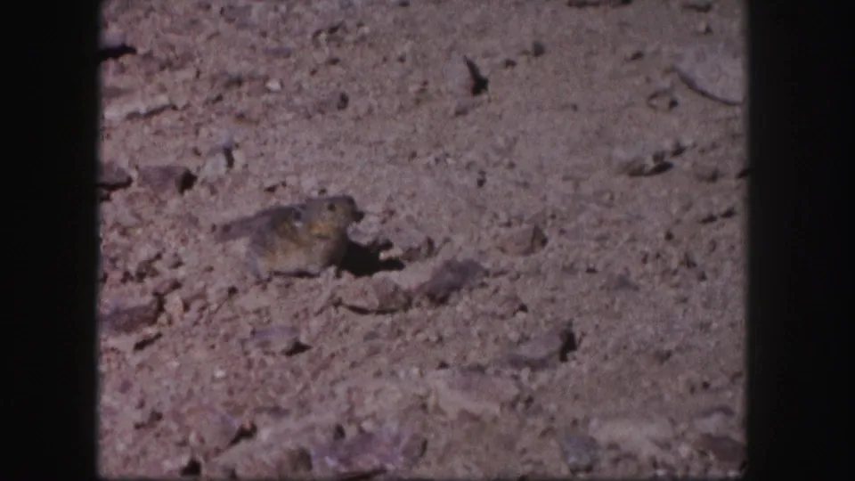 Small rodent appears alert on dry Colorado terrain, framed by 1958 8mm film grain and rounded dark borders.