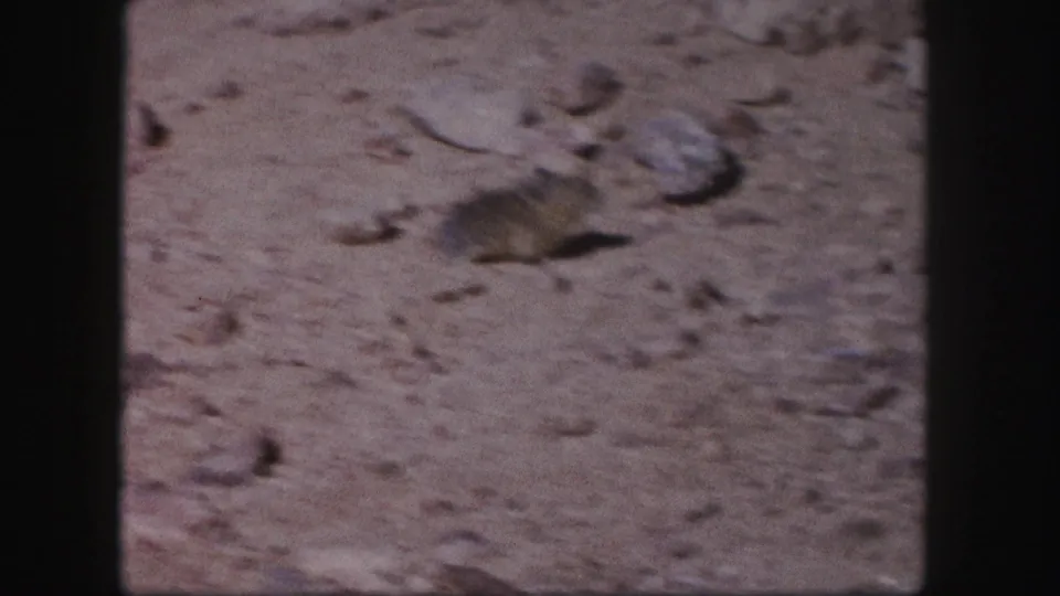 A small rodent moves quickly across dry Colorado ground in a soft, motion-blurred 1958 8mm frame.