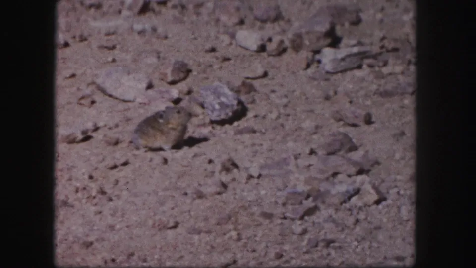 Small rodent pauses beside a pale rock on dry, pebbled Colorado ground in 1958 8mm home-movie footage.