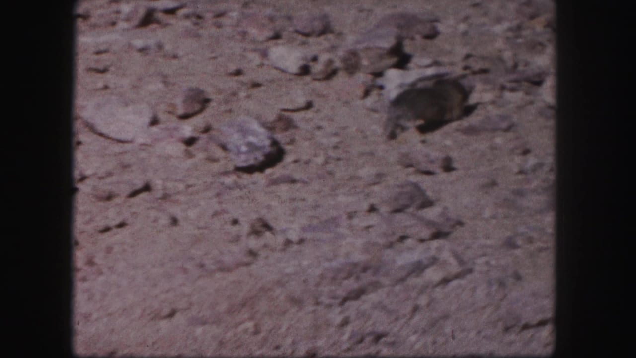Small rodent-like animal on rocky arid ground in Colorado, from supplied 1958 8mm home-movie metadata.