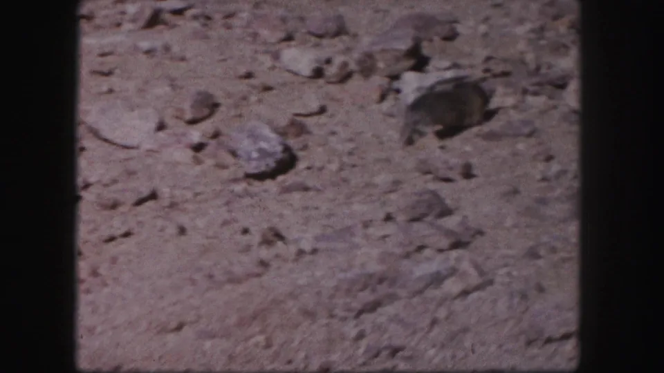 Small rodent-like animal on rocky arid ground in Colorado, from supplied 1958 8mm home-movie metadata.