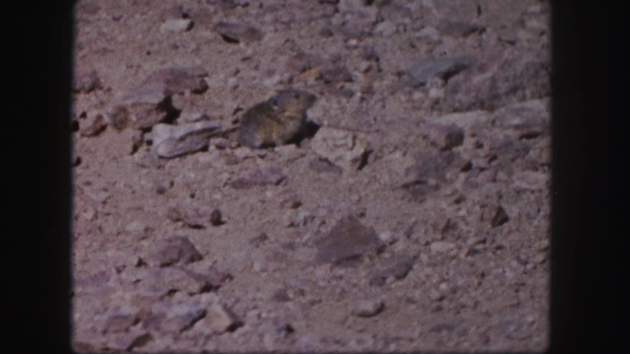 Rocky ground with a small dark animal near scattered stones.