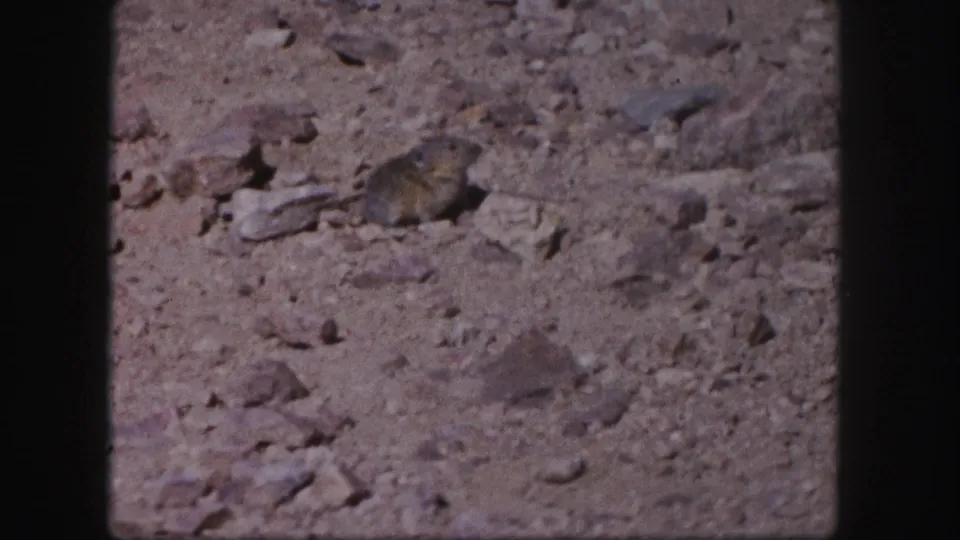 Small rodent-like animal continues across stony Colorado ground in archival 1958 8mm footage.