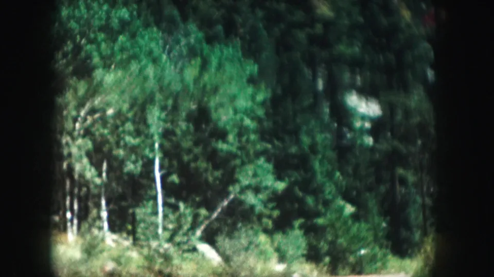 A wooded Colorado roadside fills the frame, with dense trees and no visible riders in this 1958 8mm home-movie shot.