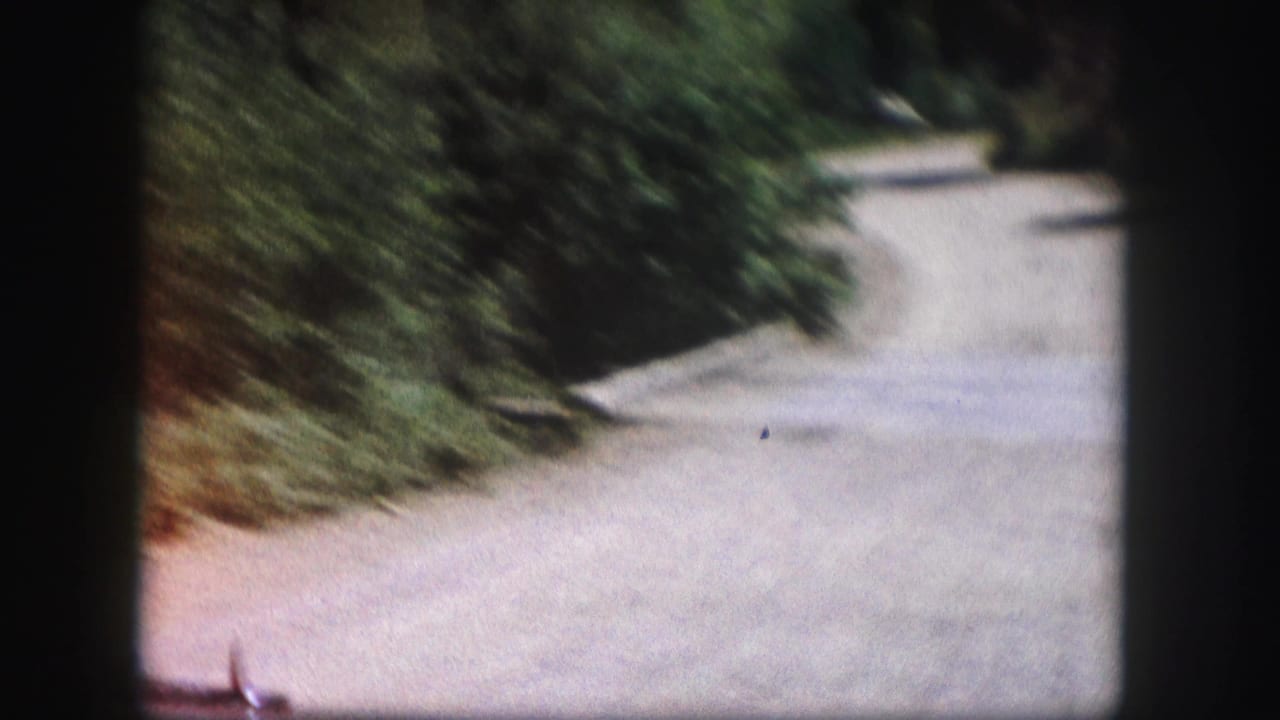 Pale road curving through dense roadside trees and brush.