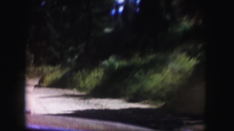 Soft 1958 Colorado 8mm view of a wooded dirt road ahead, partly framed by dark film edges and vehicle foreground.