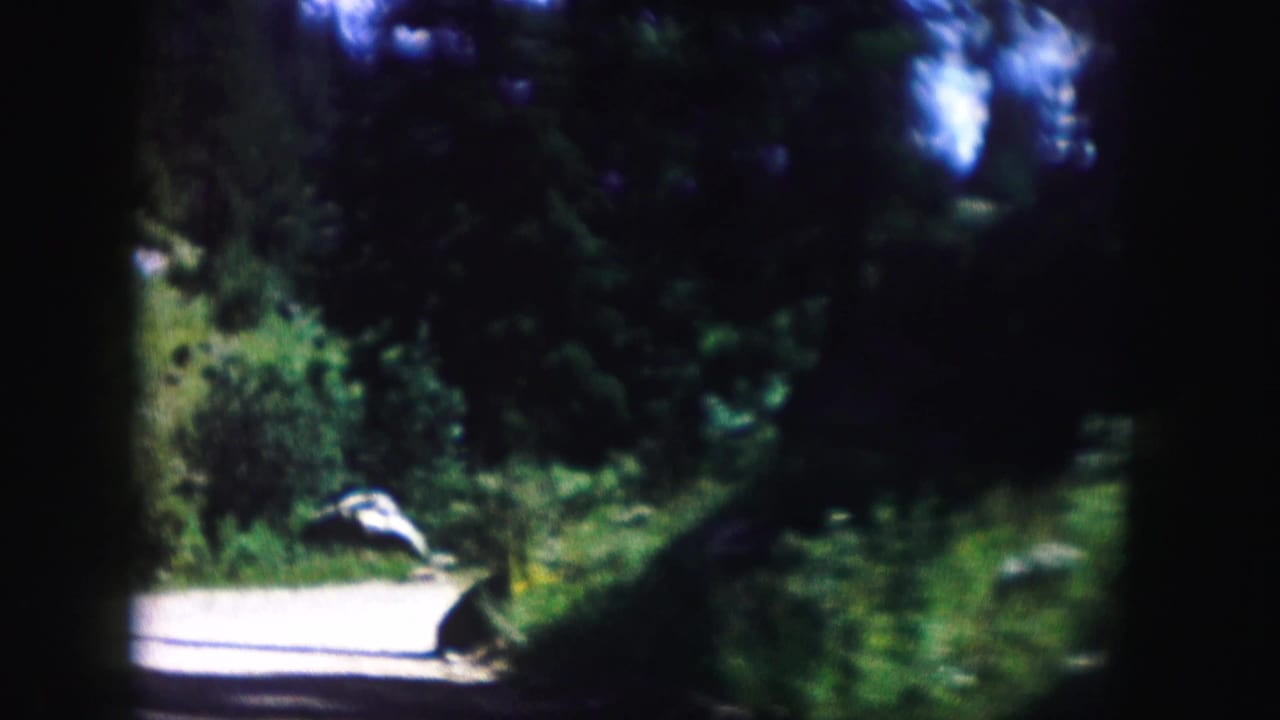 1958 Colorado 8mm frame showing a sunlit rural road bordered by dense trees, with a light-colored person or object near the roadside grass.