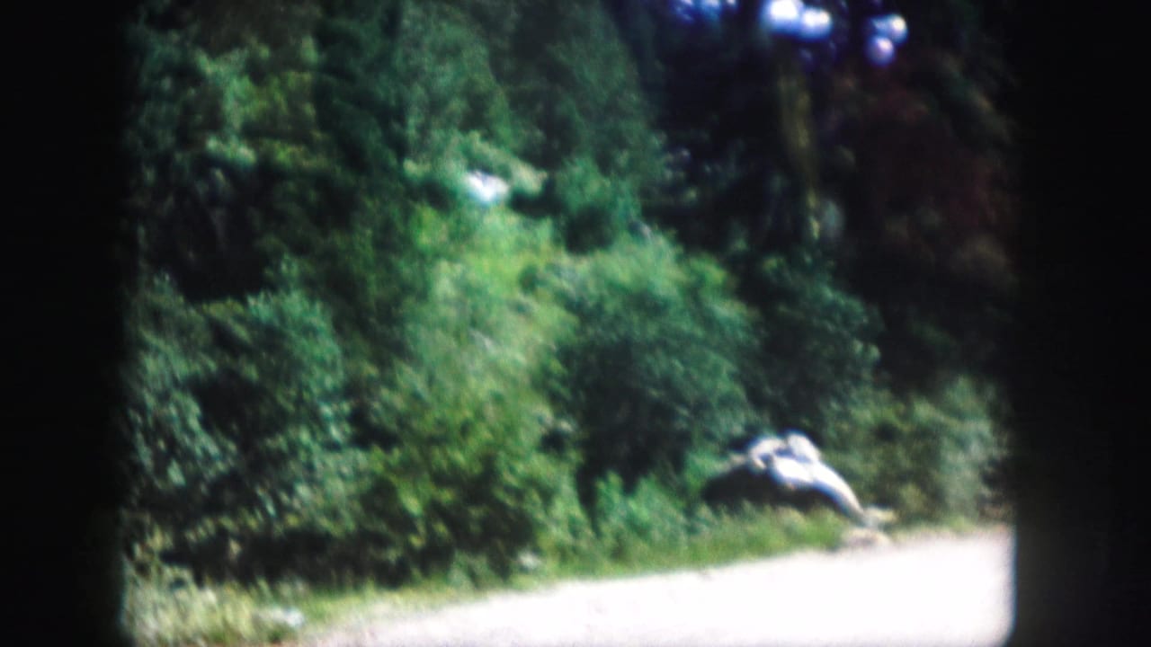 Sunlit road edge with dense green vegetation and a light-colored figure or object beside the road.