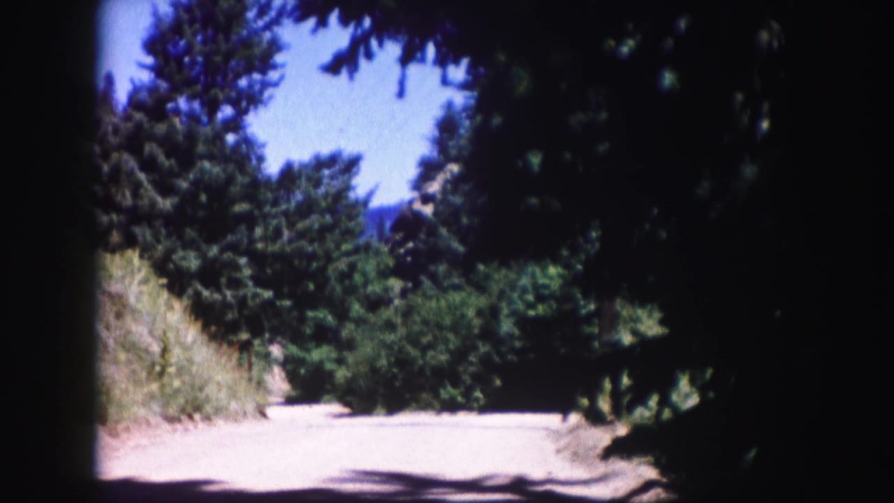 Sunlit back road framed by dark evergreen branches and dry grass.