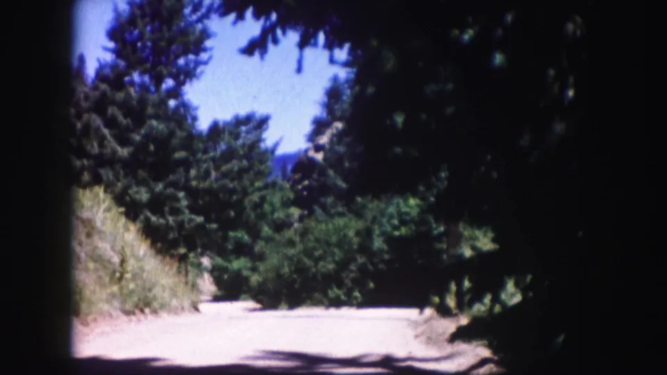 1958 Colorado home-movie frame of a sunlit forest road with dark evergreen shade and dry summer grasses along the shoulder.