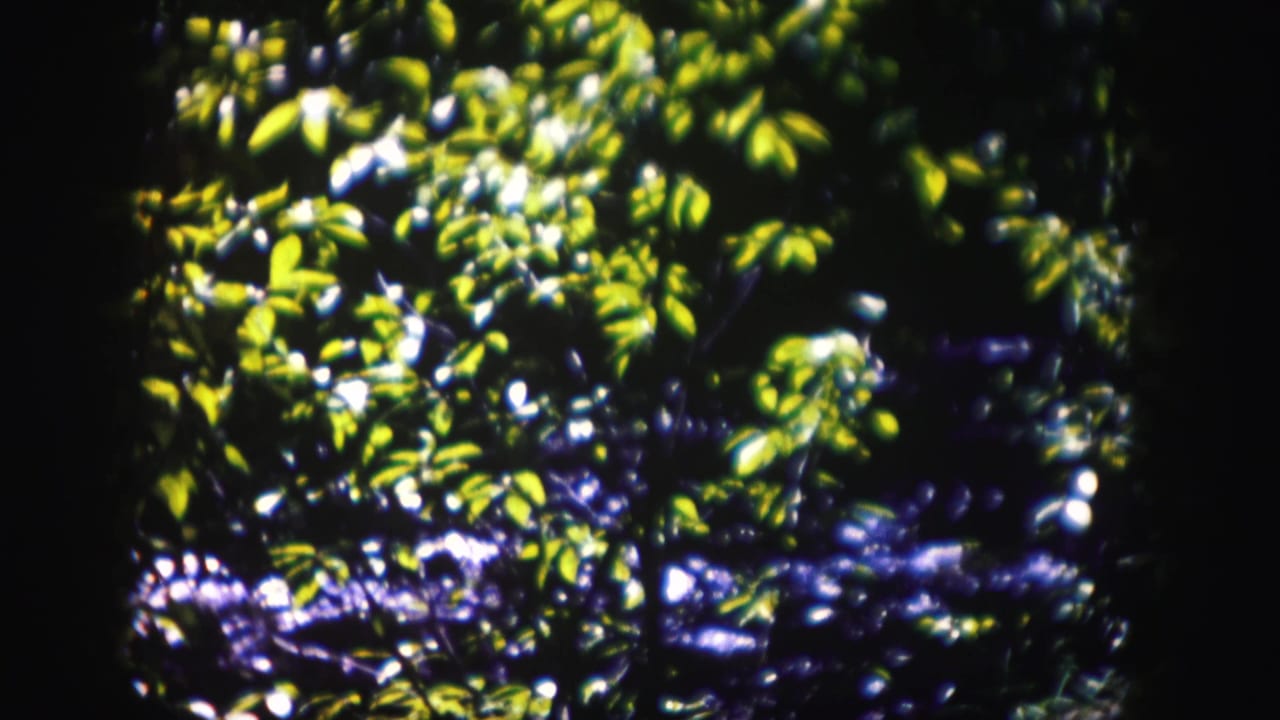 Close view of sunlit green leaves with dark shadows and blue water behind.
