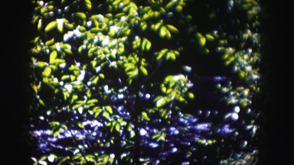1958 Colorado nature footage frame with green leaves, bright highlights, and a shadowed blue area suggesting nearby running water.