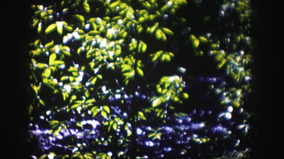 Close 8mm frame of Colorado foliage with bright green leaves, dark shadows, and a blue stream-like area partly visible behind.