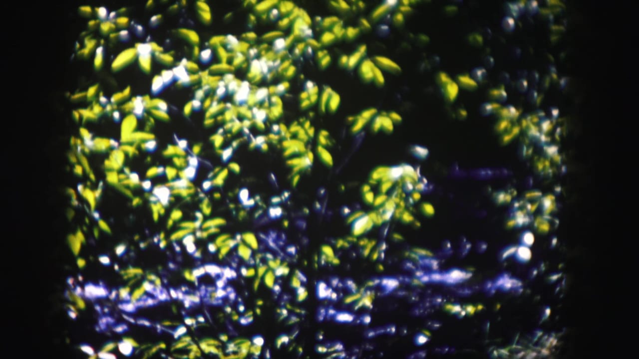 Sunlit green leaves with dark moving water visible through the foliage.
