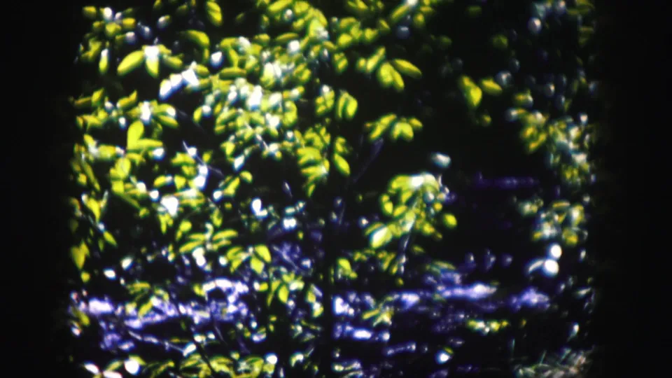1958 Colorado 8mm frame showing bright green foliage with shadowed moving water glimpsed between leaves.