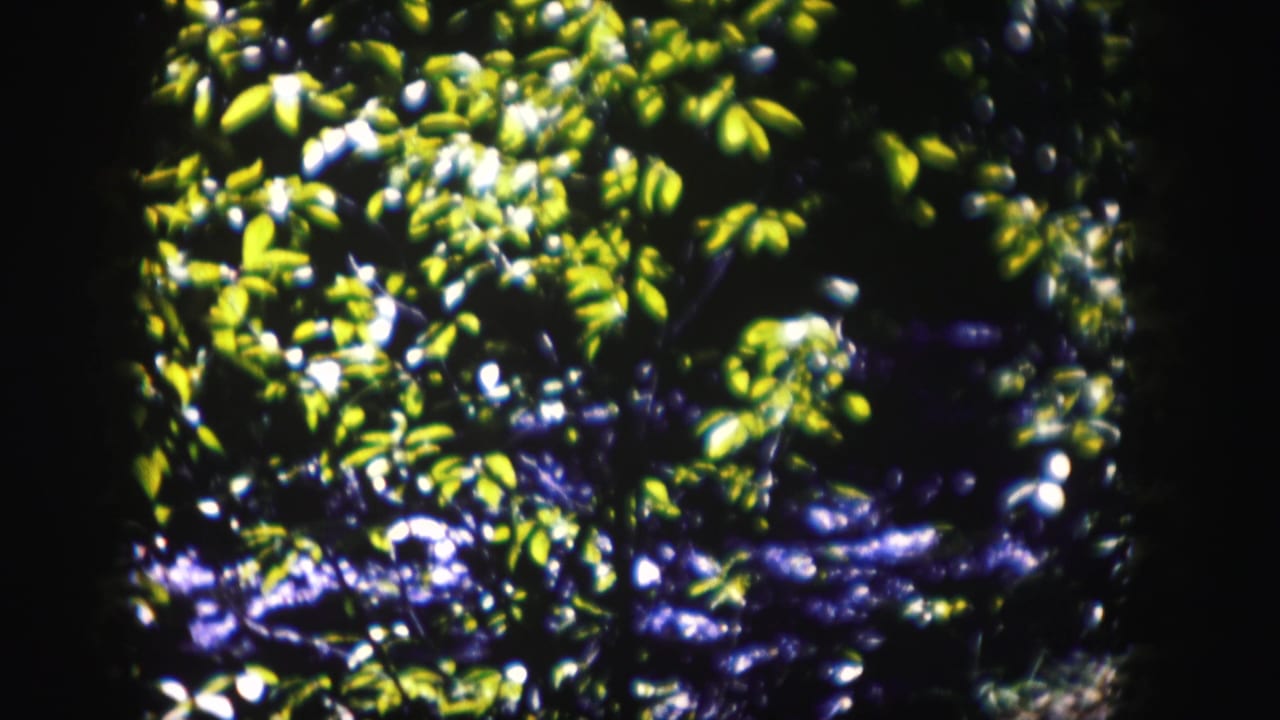 Dense green foliage with patches of bright light and dark water behind it.