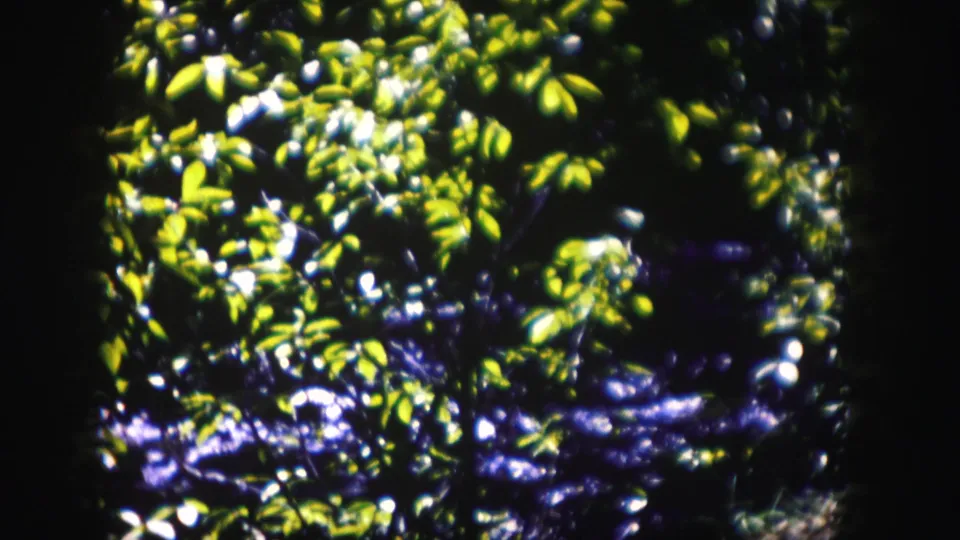 Colorado home-movie frame with dense sunlit foliage and dark, shimmering water visible in the background.