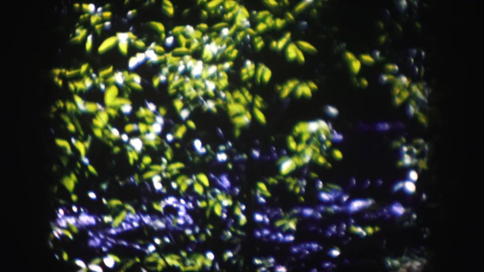 1958 Colorado 8mm frame of leafy branches with shaded moving water glimpsed through the greenery.