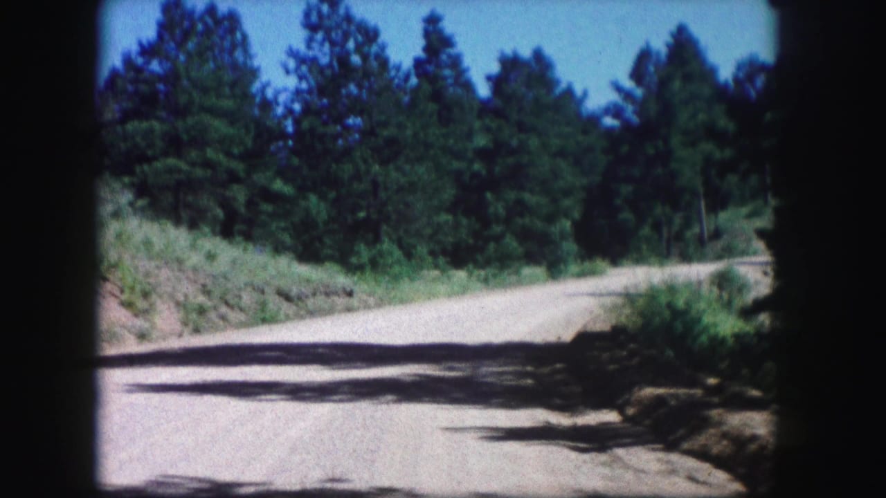 Pale dirt road curving through pine trees under a bright sky.