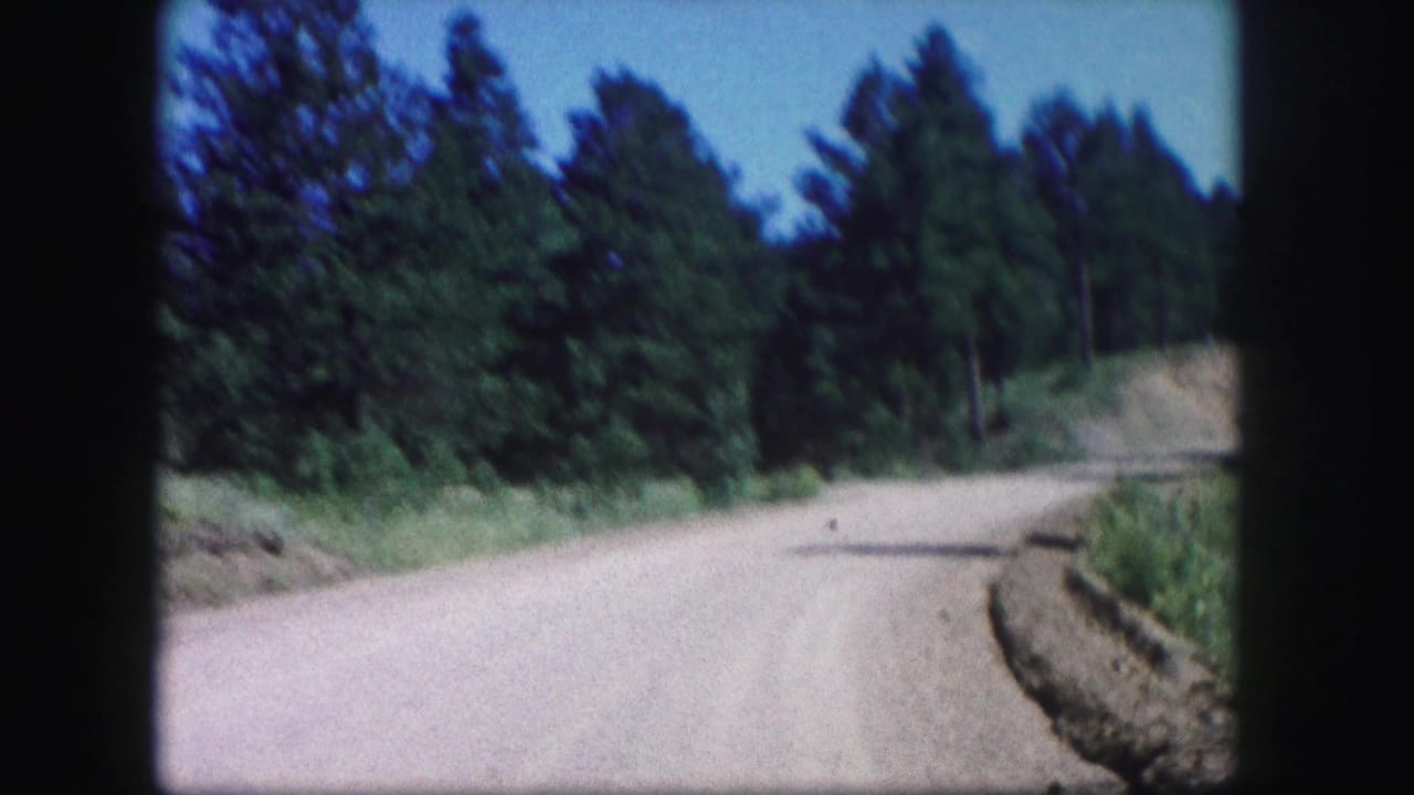Dirt road curving beside pine forest and an exposed roadside bank.