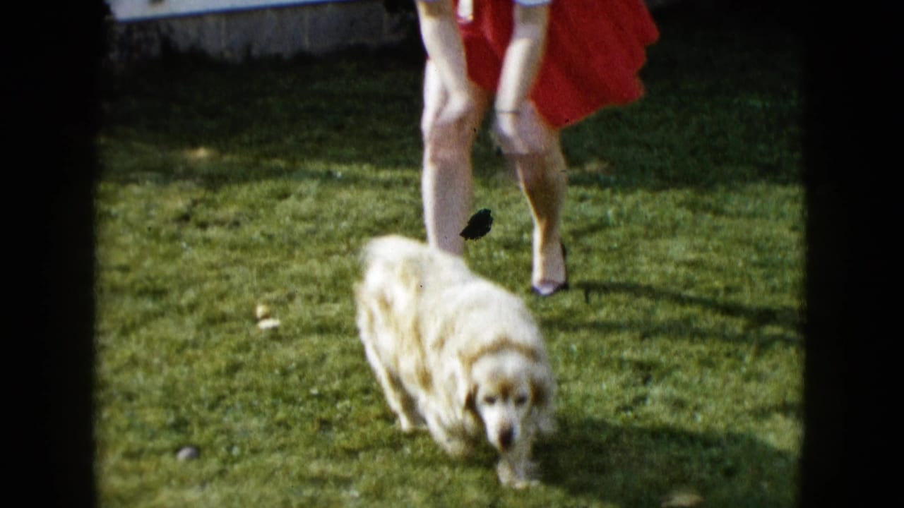 1958 8mm frame from Las Vegas showing a fluffy white dog near a woman in a red dress on a sunlit lawn.