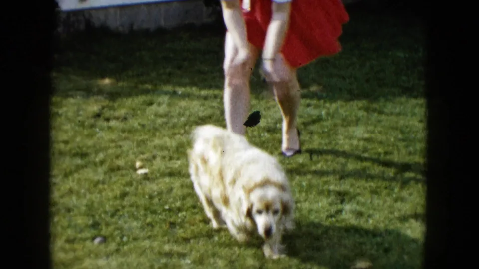 1958 8mm frame from Las Vegas showing a fluffy white dog near a woman in a red dress on a sunlit lawn.