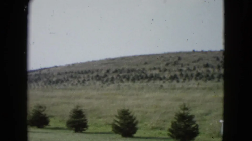 1958 home-movie view near Las Vegas showing a grassy rural field, planted evergreens, and a wide brush-covered hill.
