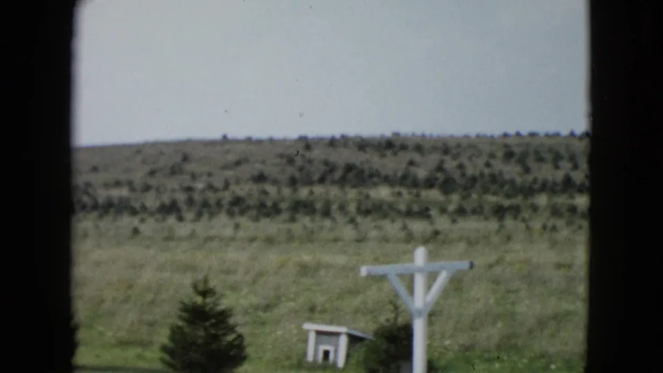 Rural 1958 Las Vegas-area frame with evergreens, a small shed, white utility pole, open grass, and scrub-covered hill.