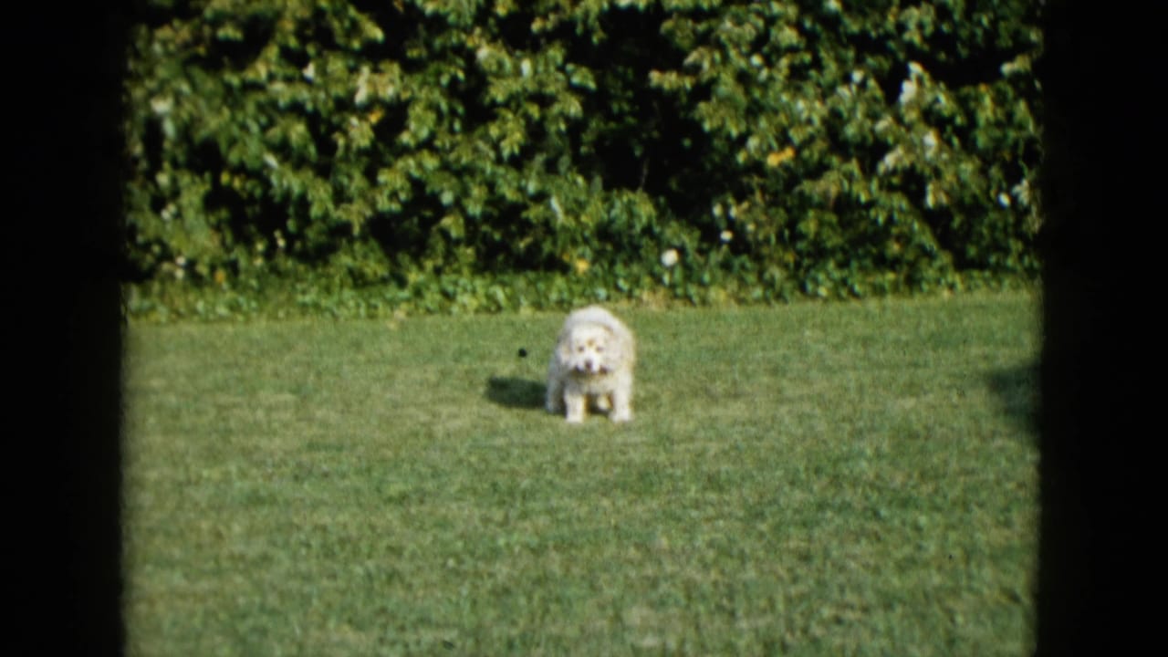 1958 Las Vegas home-movie frame with a small white dog on a sunlit green lawn before leafy trees.