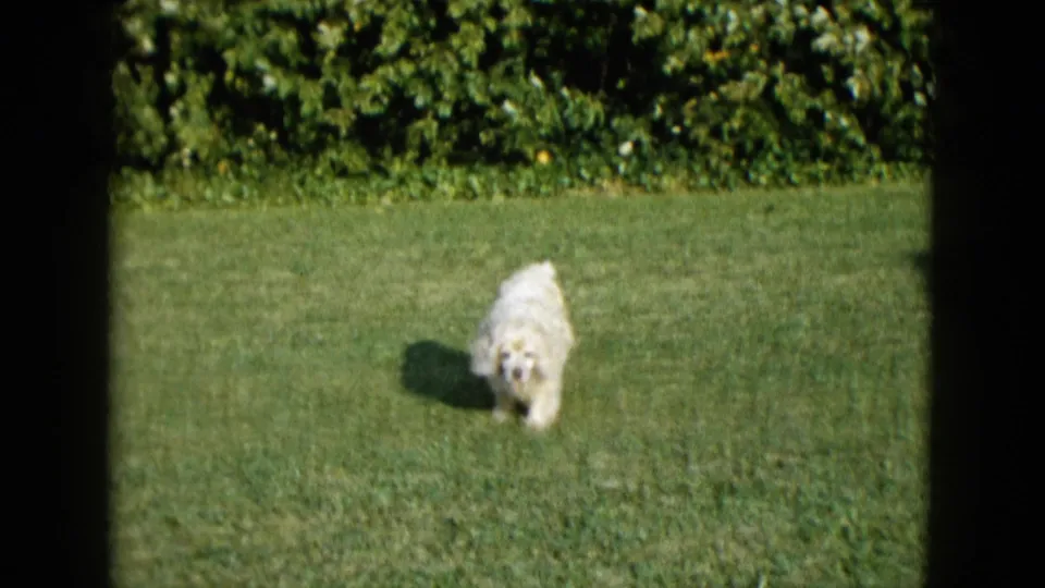 1958 Las Vegas 8mm frame showing a small white dog moving toward the camera across a bright lawn.
