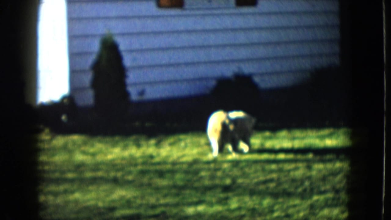 Small light-colored dog explores a sunlit residential lawn in this 1958 Las Vegas home-movie frame.