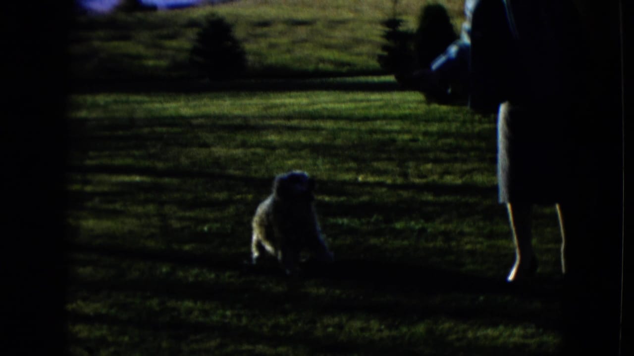 Light-colored dog on a green lawn near a standing adult in dark clothing.