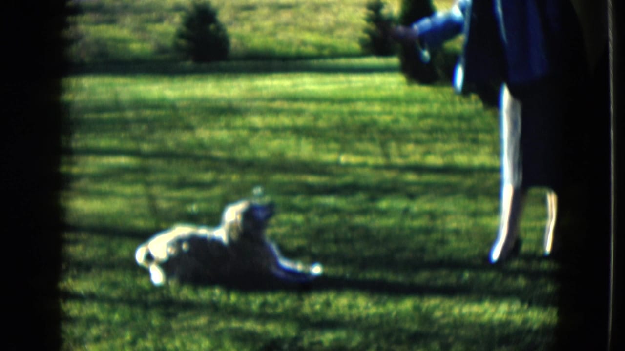 The light-colored dog lies on the grass while a person stands partly in frame at the edge of the yard.