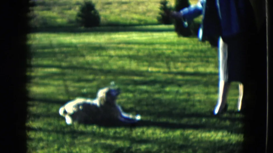 The light-colored dog lies on the grass while a person stands partly in frame at the edge of the yard.