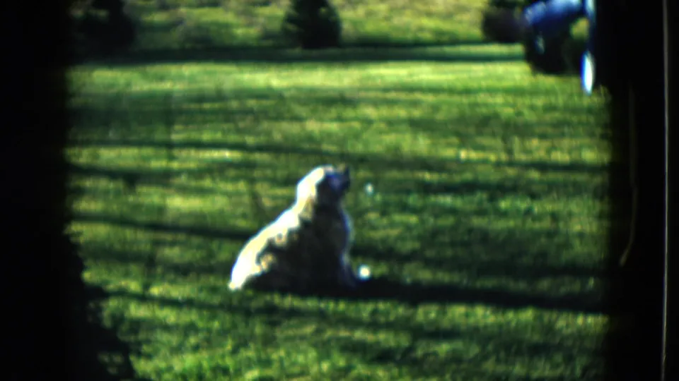 A light-colored dog sits upright on the lawn, facing toward a partially visible adult in the yard.