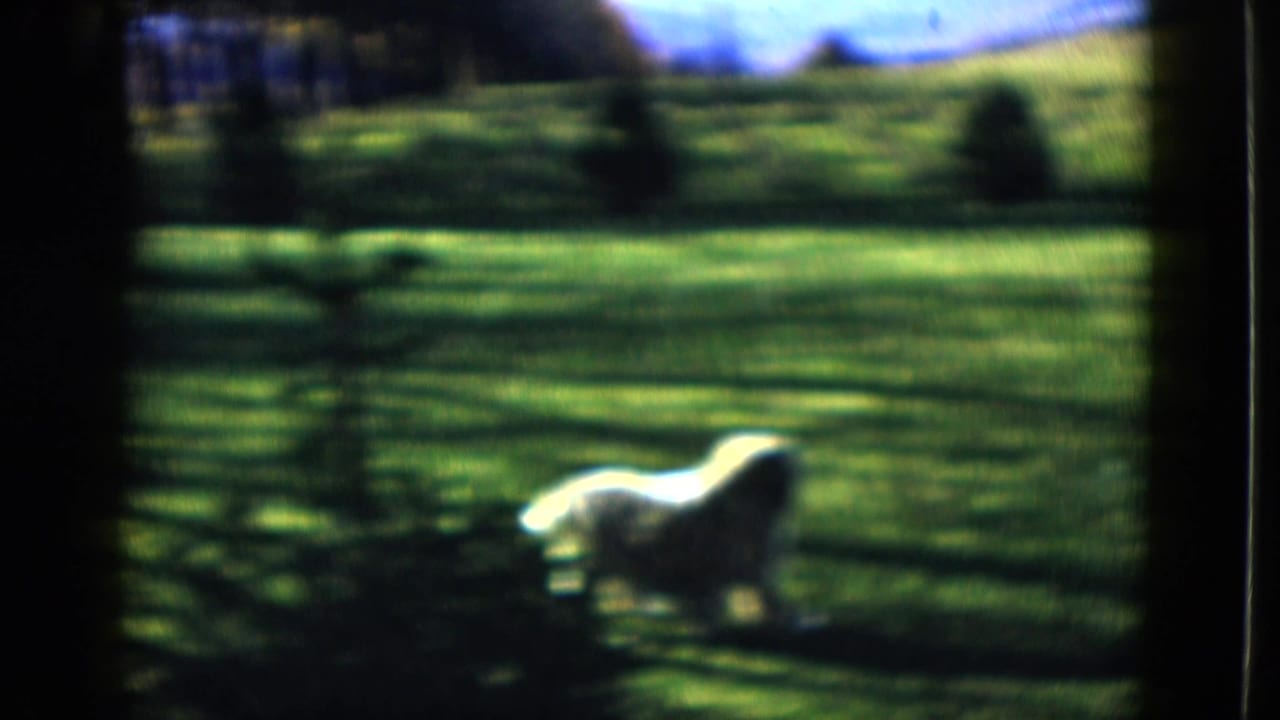 Small white dog standing on a green lawn with dark tree shadows.