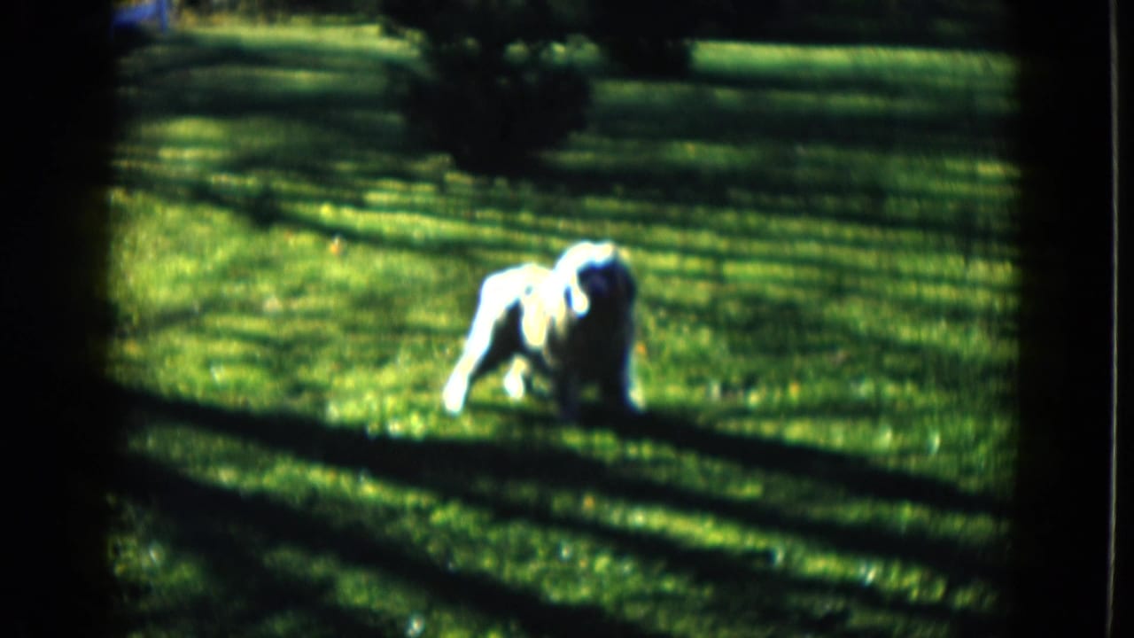 White dog walking across bright grass under long shadows.