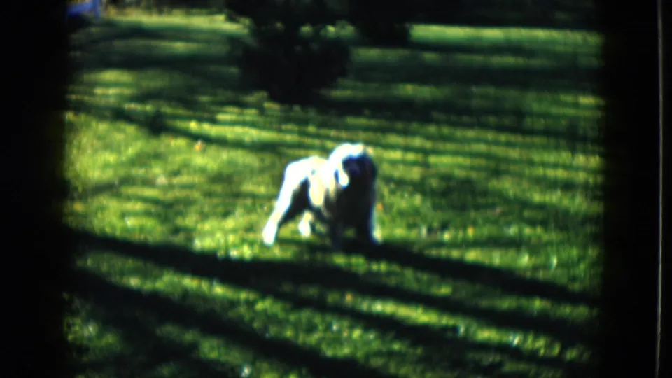 A small white dog moves across a bright Las Vegas lawn, framed by heavy 8mm borders and long afternoon shadows.