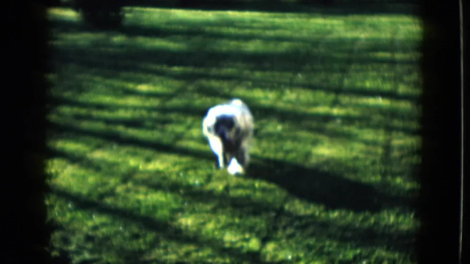 The white dog approaches the camera across the green Las Vegas lawn, softened by 8mm blur, grain, and shadow bands.