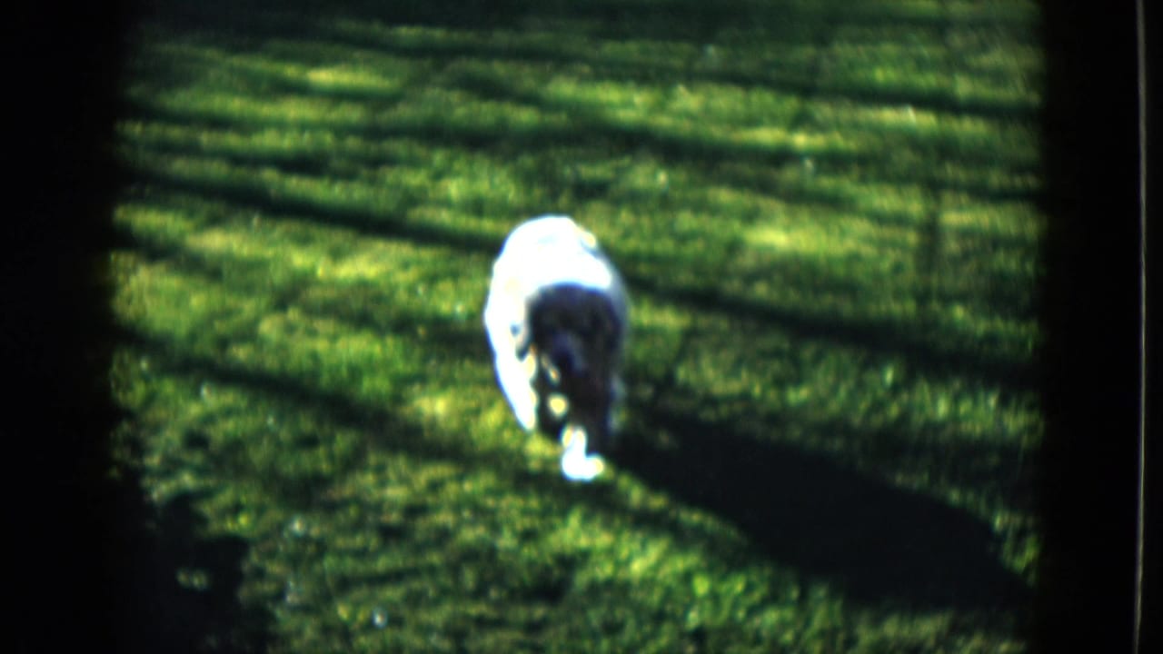 Tan dog runs across a bright lawn in 1958 Las Vegas home-movie footage, with deep shadows and soft 8mm focus.